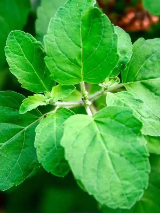 Use basil like this for pimples